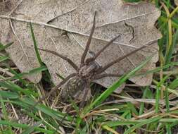 Image of Giant House Spider