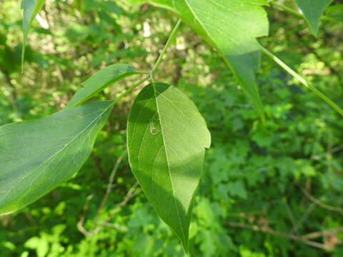 Image of Boxelder Leafroller Moth