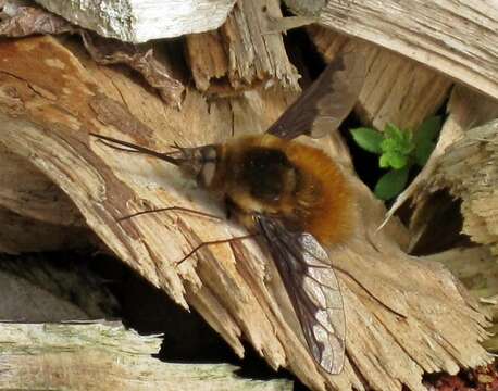 Image of Large bee-fly