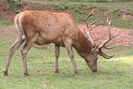 Image of Red Deer