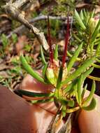 Image of Darwinia grandiflora (Benth.) R. Baker & H. G. Smith