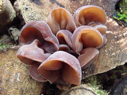 Image of ear fungus