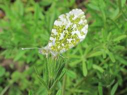 Image of orange tip