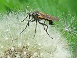 Image of Empis tessellata Fabricius 1794