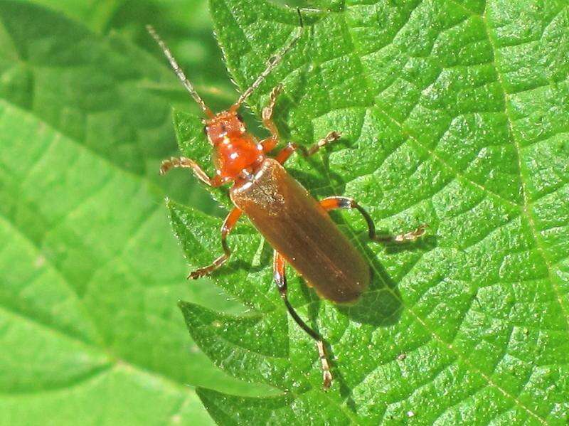 Image of Cantharis livida