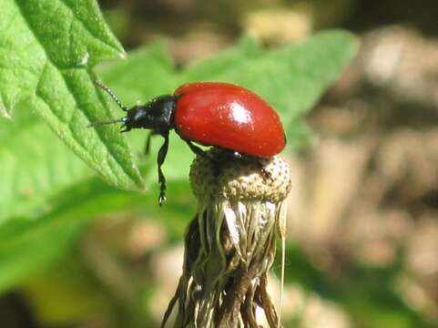 Image of Chrysomela populi