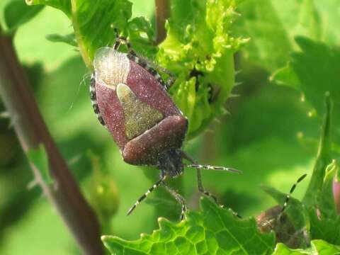 Image of sloe bug