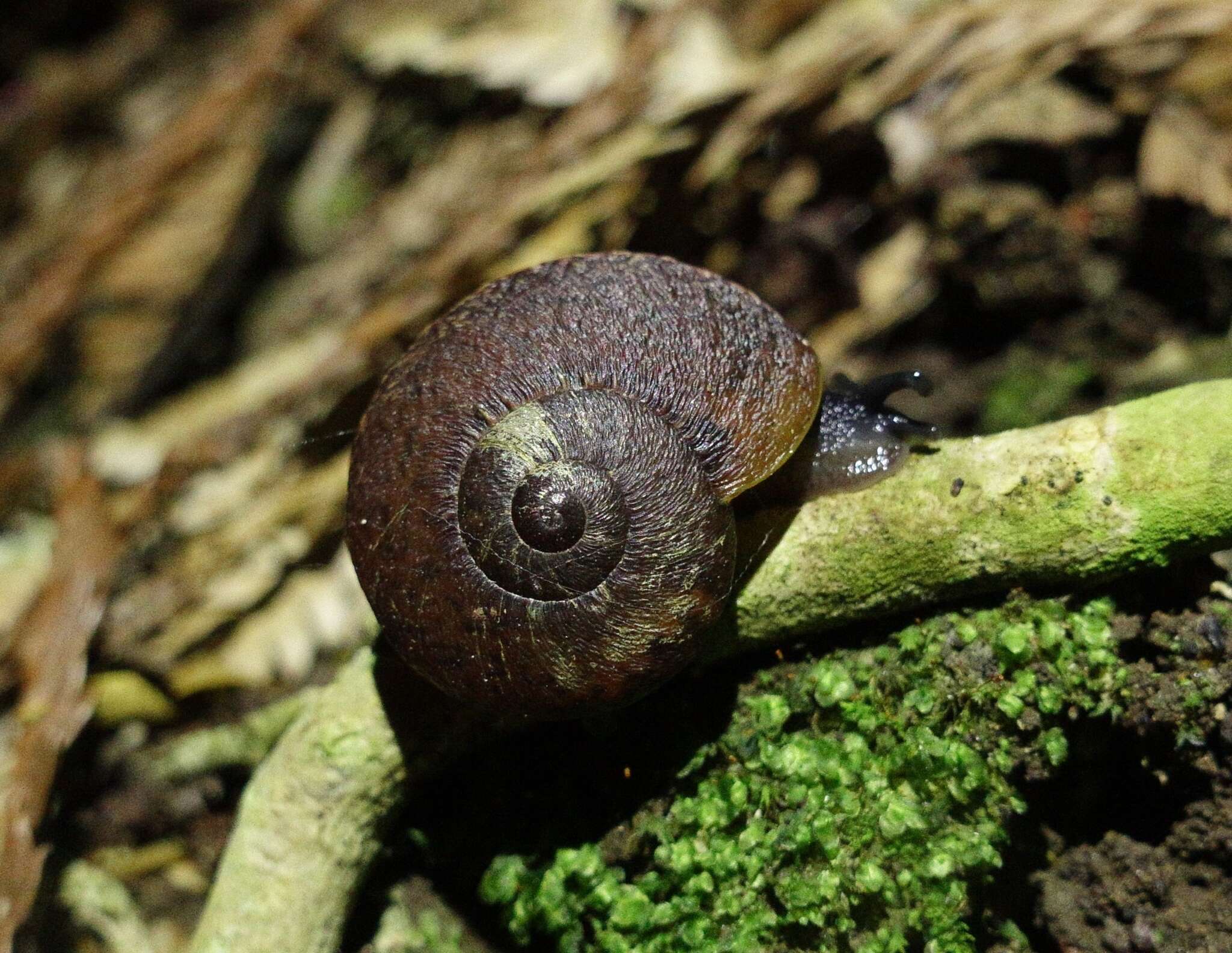 Image of Amborhytida dunniae (Gray 1840)