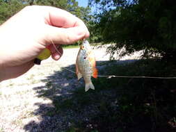 Image of Orangespotted Sunfish