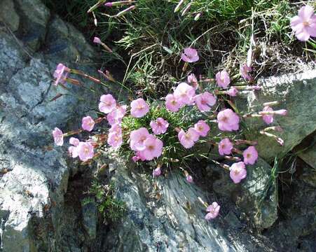 Image of carnation