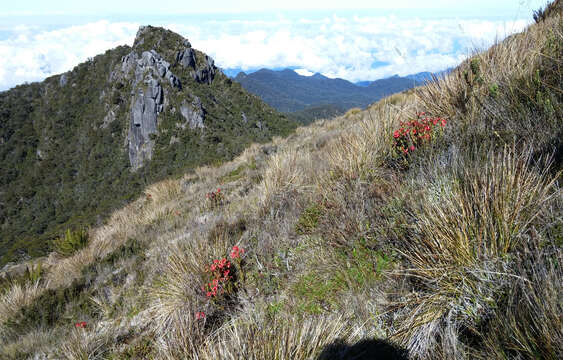 Image de Rhododendron beyerinckianum Koorders