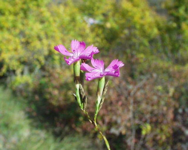 Image of carnation