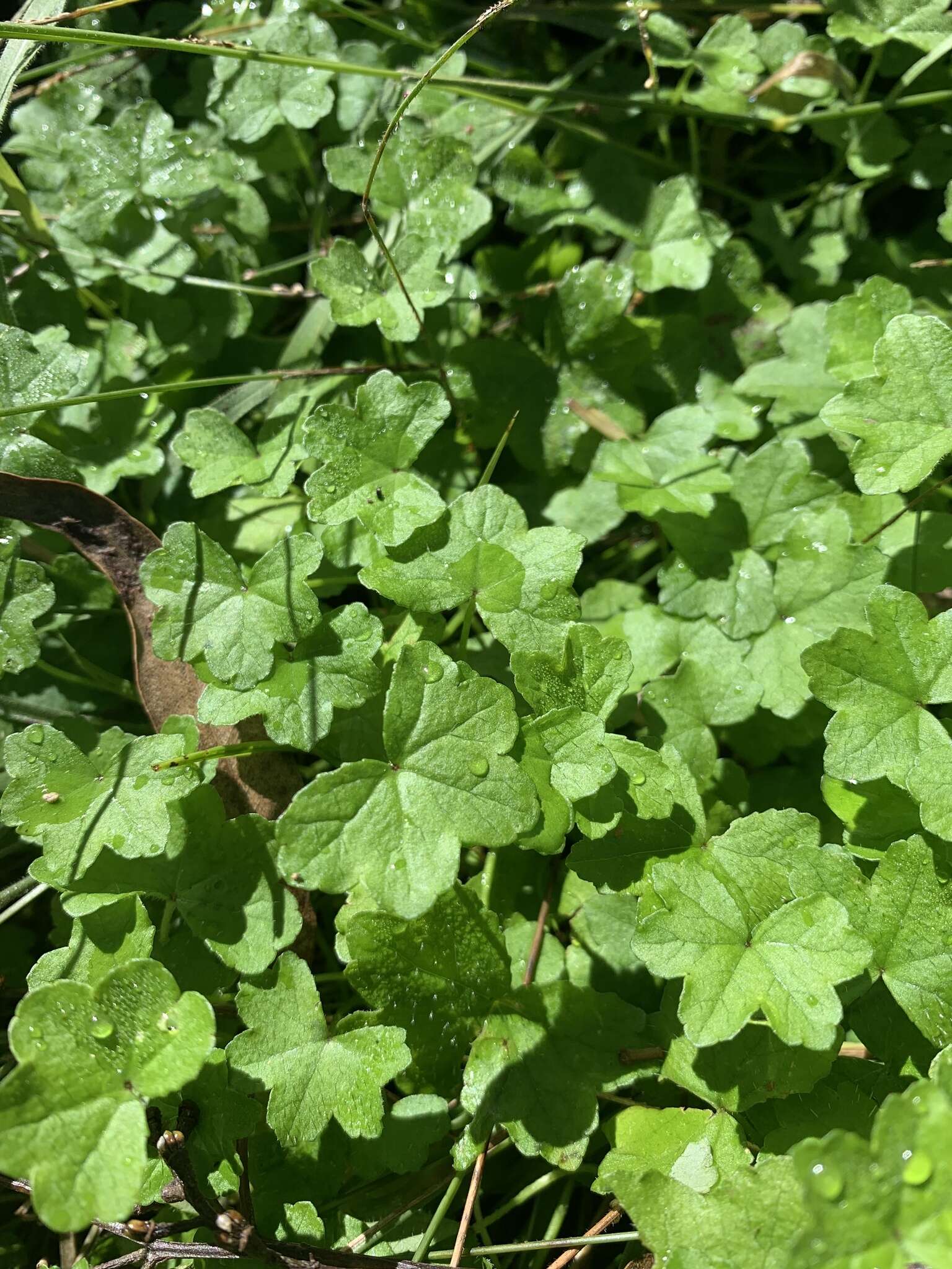 Imagem de Hydrocotyle acutiloba (F. Müll.) Wakef.