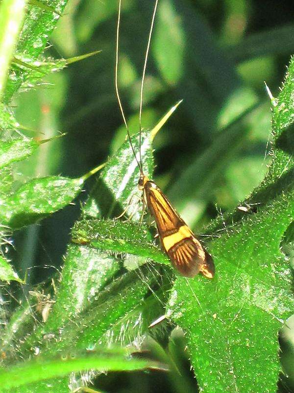 Imagem de Nemophora degeerella Linnaeus 1758