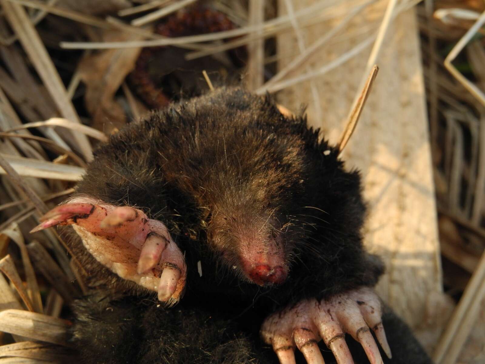 Image of Blind Mole