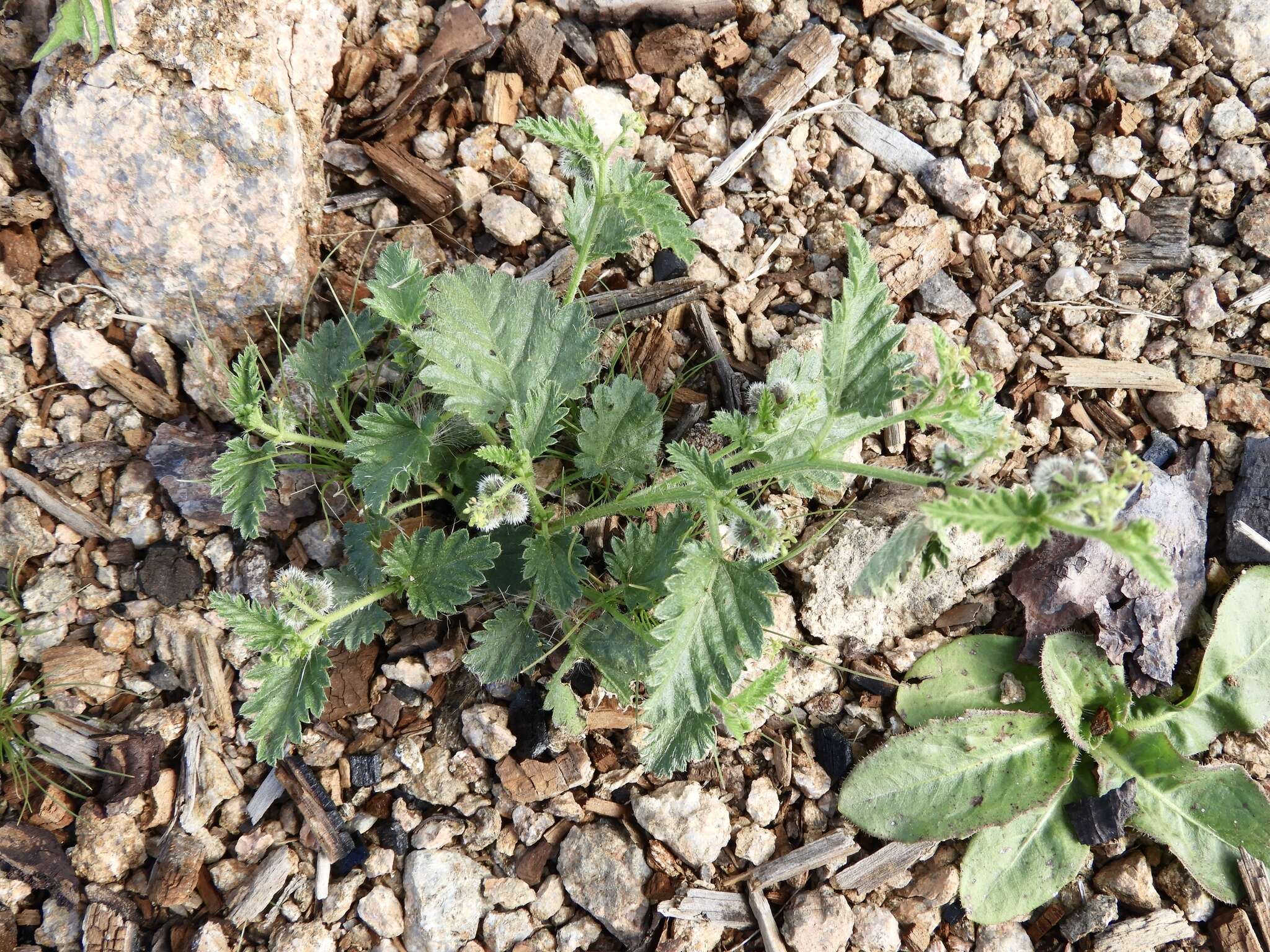 Image of Tragia geraniifolia Klotzsch ex Müll. Arg.