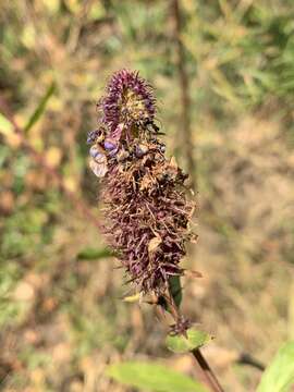 Image of <i>Coleus kirkii</i>