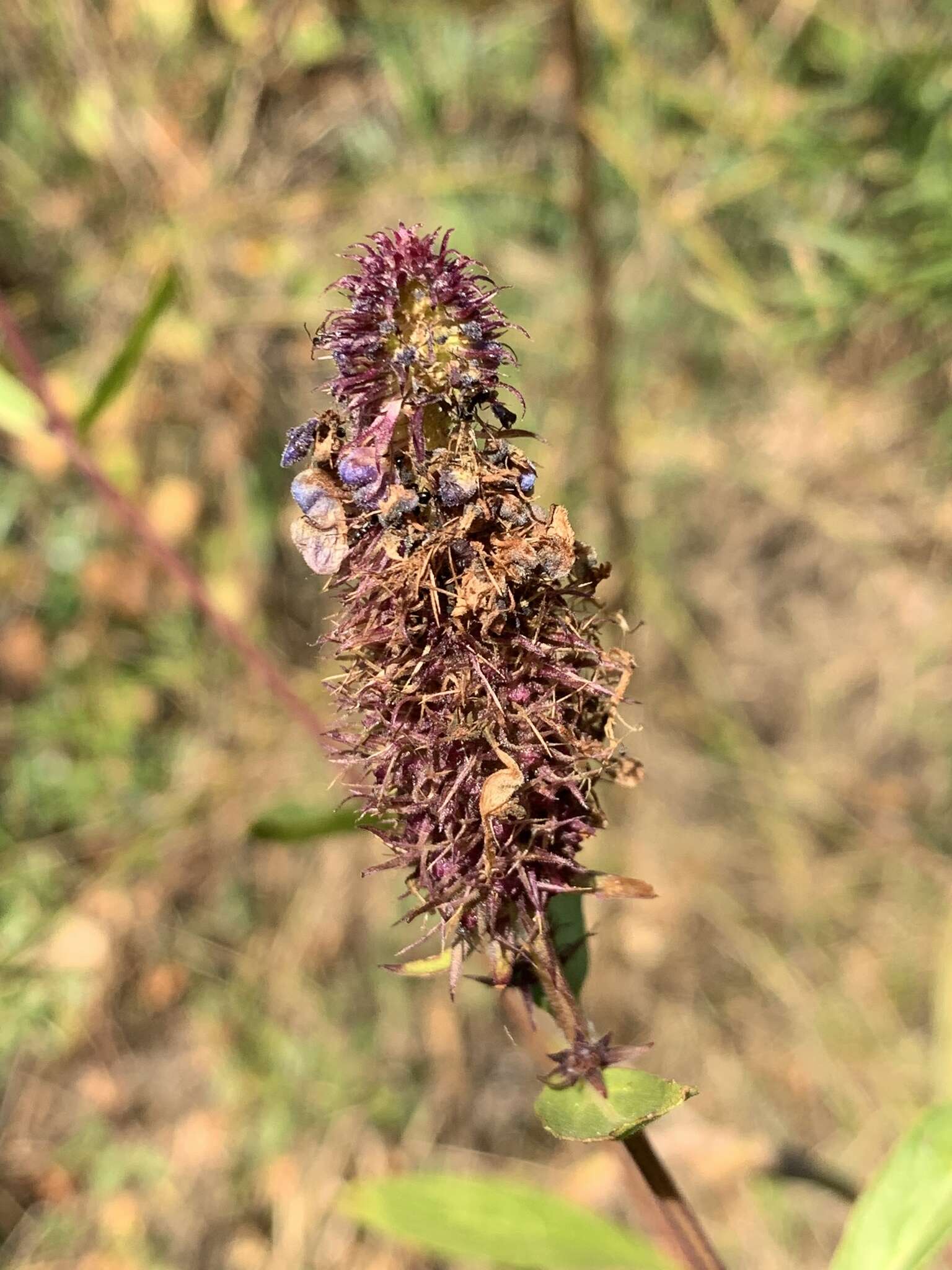 Image of <i>Coleus kirkii</i>