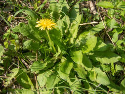 Image of Taraxacum platycarpum Dahlst.