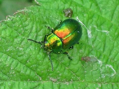 Image of Chrysolina graminis