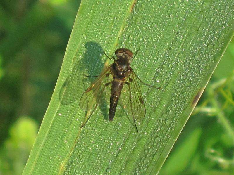 Image of Chrysopilus cristatus