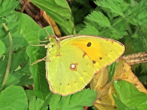 Image of clouded yellow