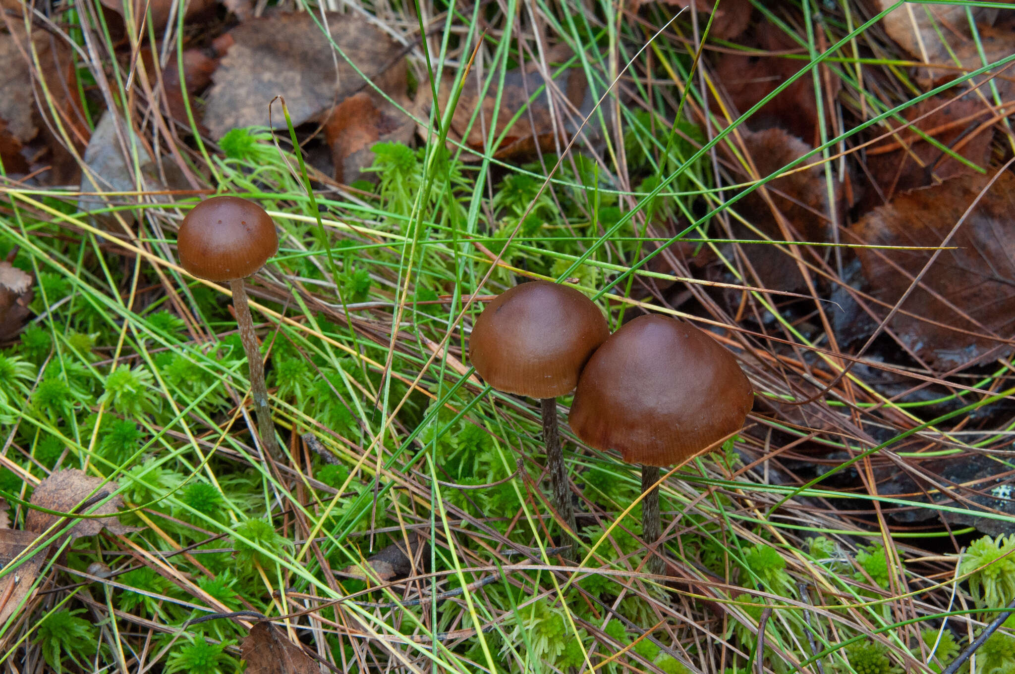 Image of Psilocybe fuscofulva Peck 1887