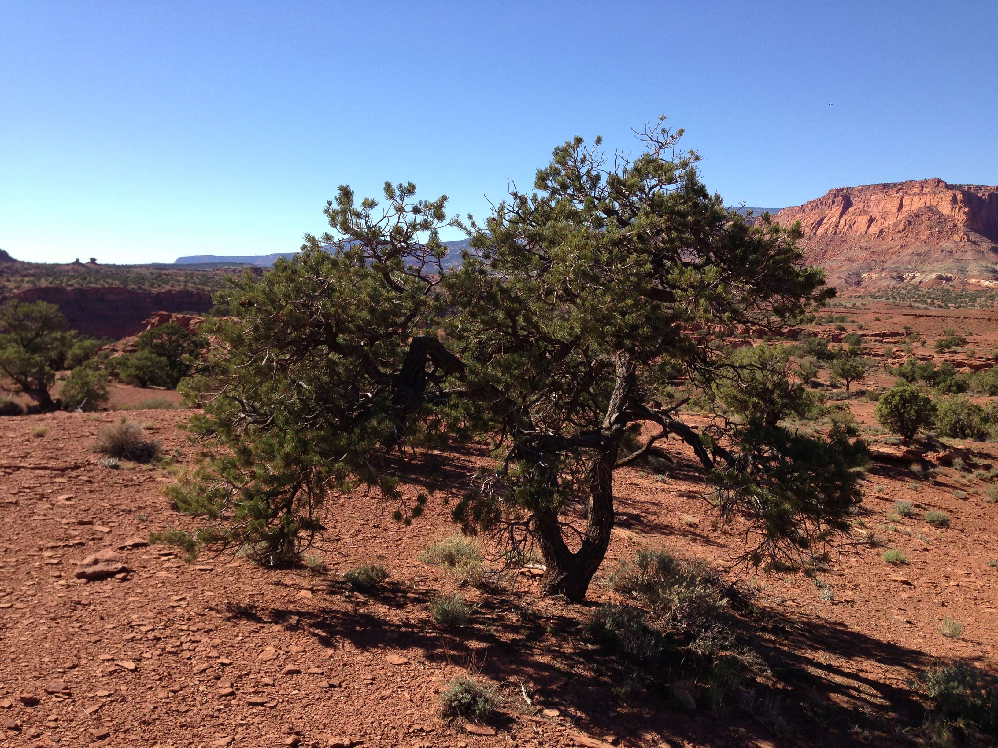 Image of Colorado Pinyon