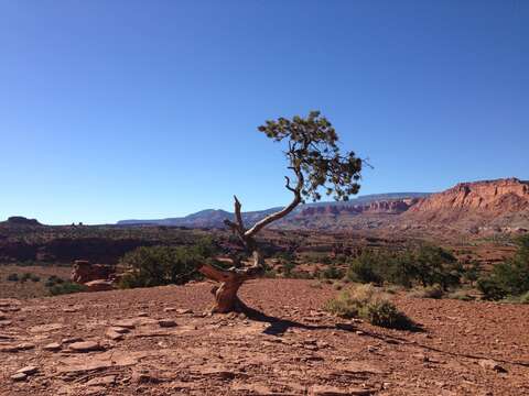 Image of Colorado Pinyon