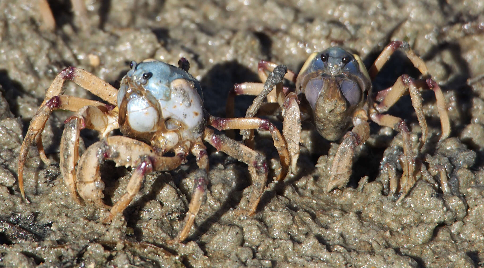 Image of Light-blue Soldier Crab