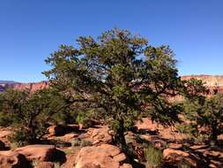 Image of Colorado Pinyon