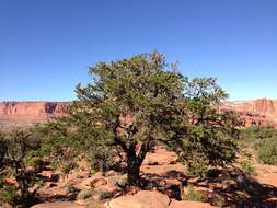 Image of Colorado Pinyon