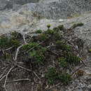 Plancia ëd Haplopappus chrysanthemifolius (Less.) DC.