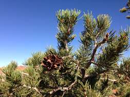 Image of Colorado Pinyon