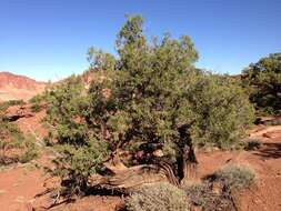 Image of Bigberry Juniper