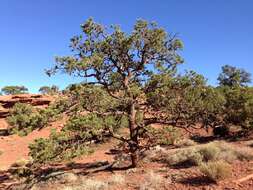 Image of Colorado Pinyon