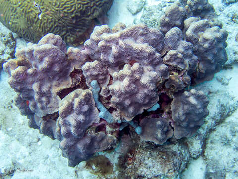 Image of lavender rope sponge