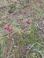 Fritillaria meleagroides Patrin ex Schult. & Schult. fil. resmi