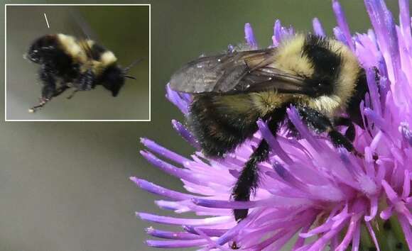 Слика од Bombus rufocinctus Cresson 1864