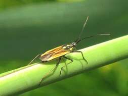 Image of Meadow Plant Bug