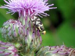 Image of Urophora cardui (Linnaeus 1758)