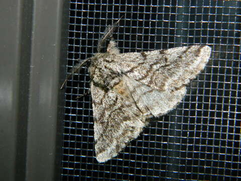 Image of Stout Spanworm Moth