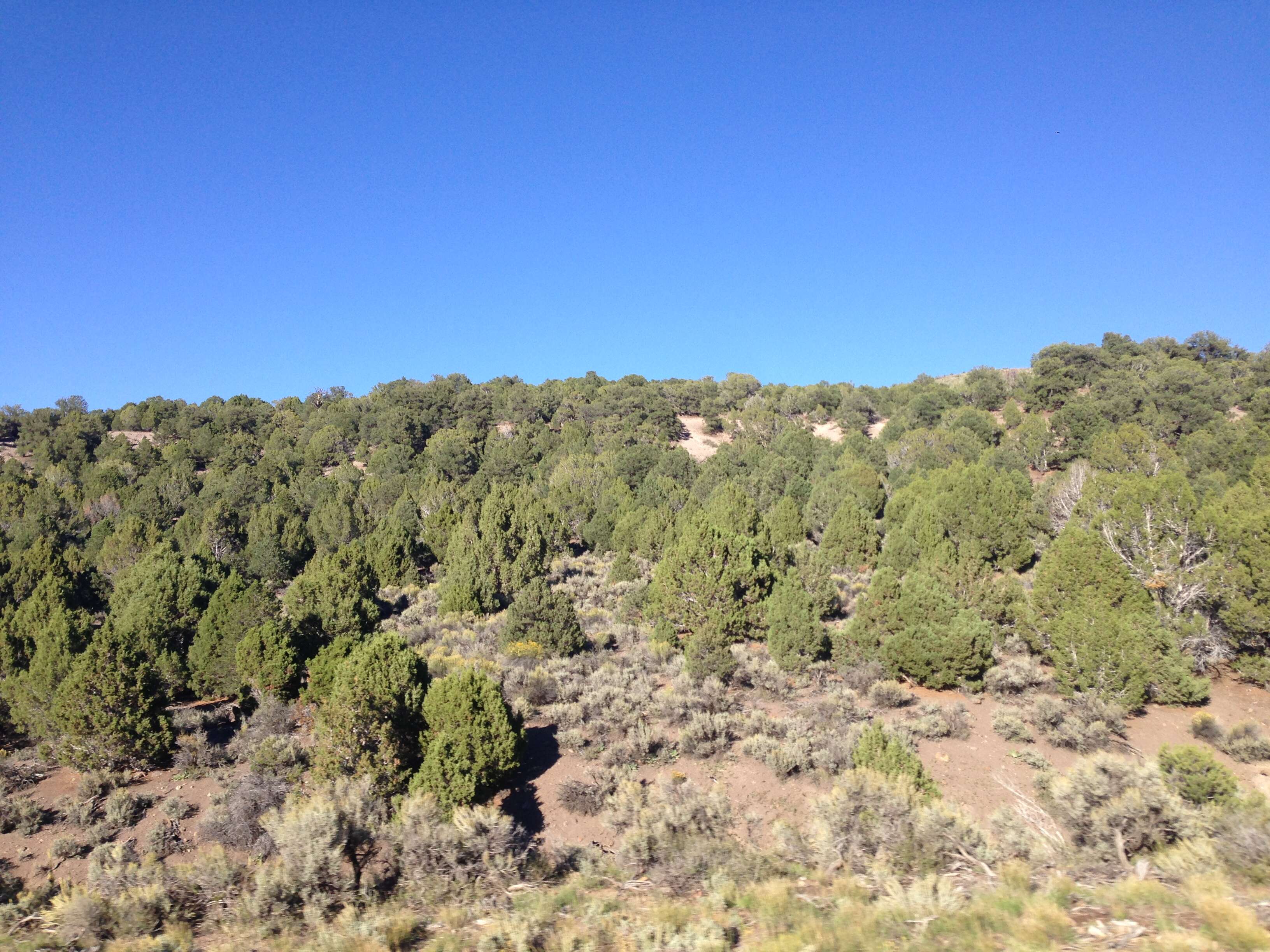 Image of Bigberry Juniper