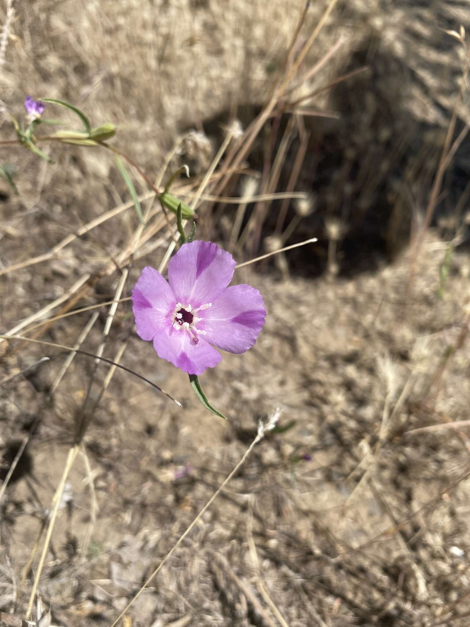 Image of winecup clarkia