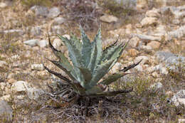 Слика од Agave sobria Brandegee