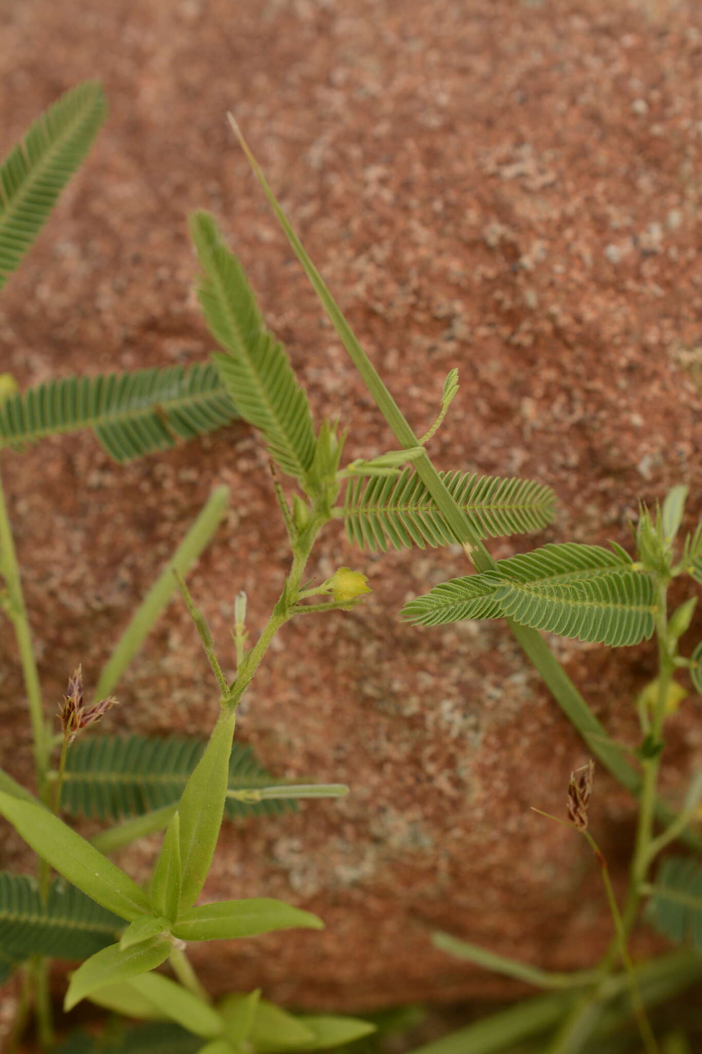 Chamaecrista pumila (Lam.) K. Larsen的圖片