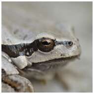 Image of European Treefrog