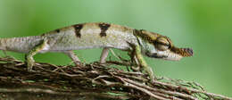 Image of Maroantsetra Chameleon