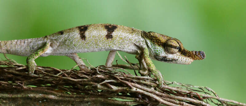 Image of Maroantsetra Chameleon