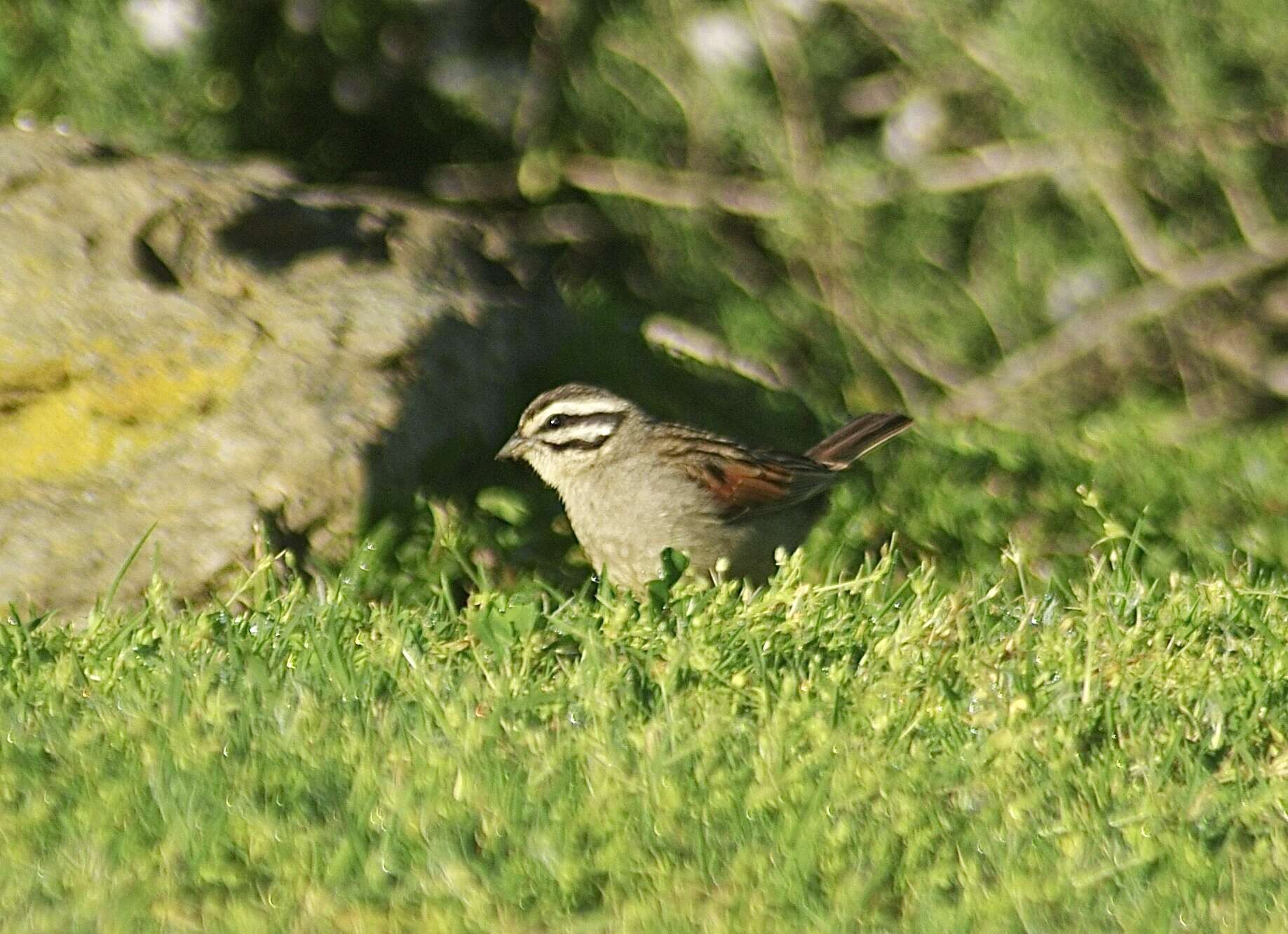 Image of Cape Bunting